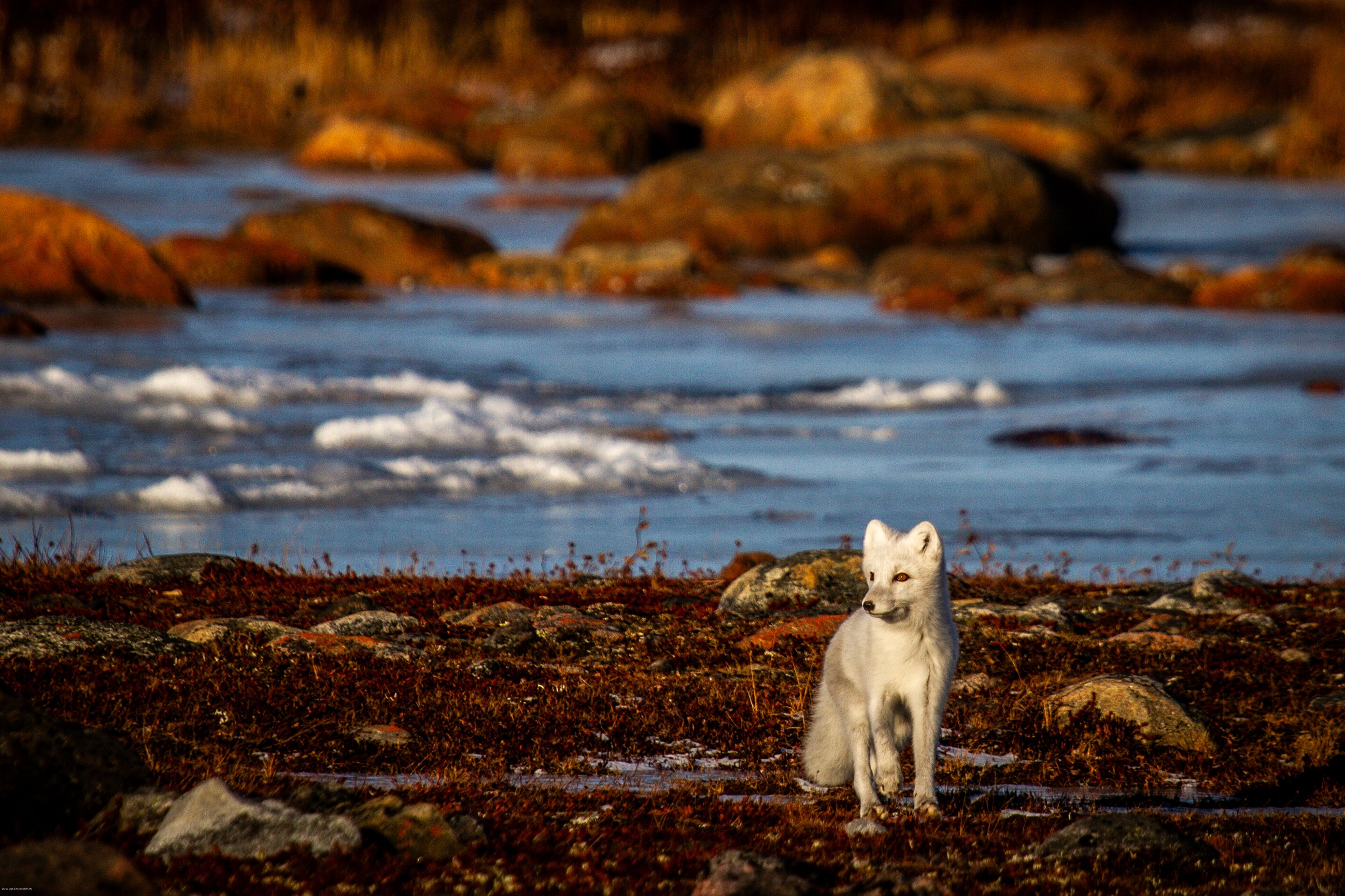 Arctic fox walking and staring on a colourful red tundra during moult season from grey summer fur to winter white coat