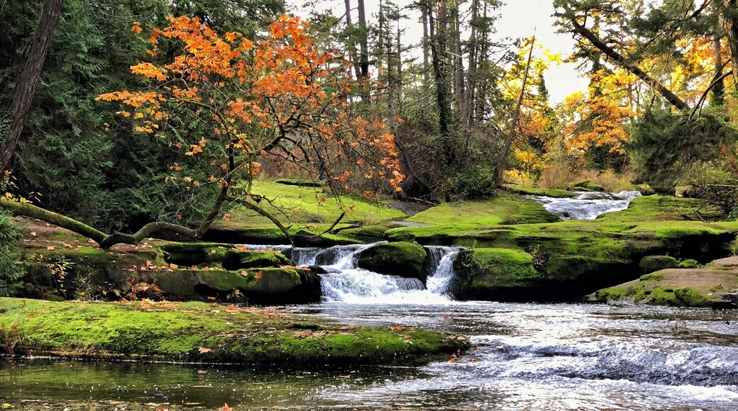 A wonderful city Park with a river and small falls that rushes to trickles, depending upon the time of year. But the moss during the fall rains is a wonderous site (you need to go just a bit off trail to see it like this).