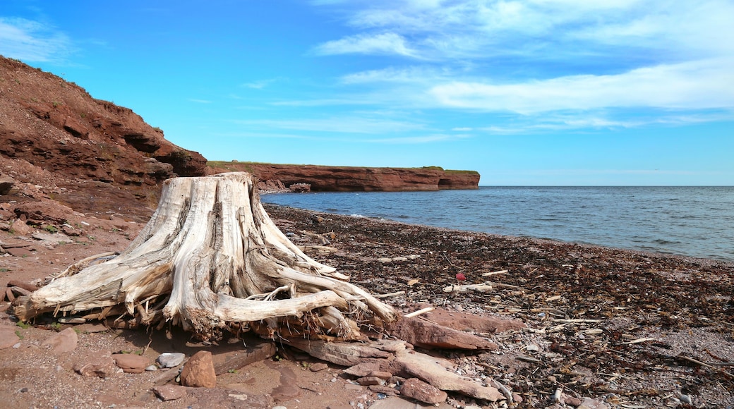 Roots on the beach in Gaspesie