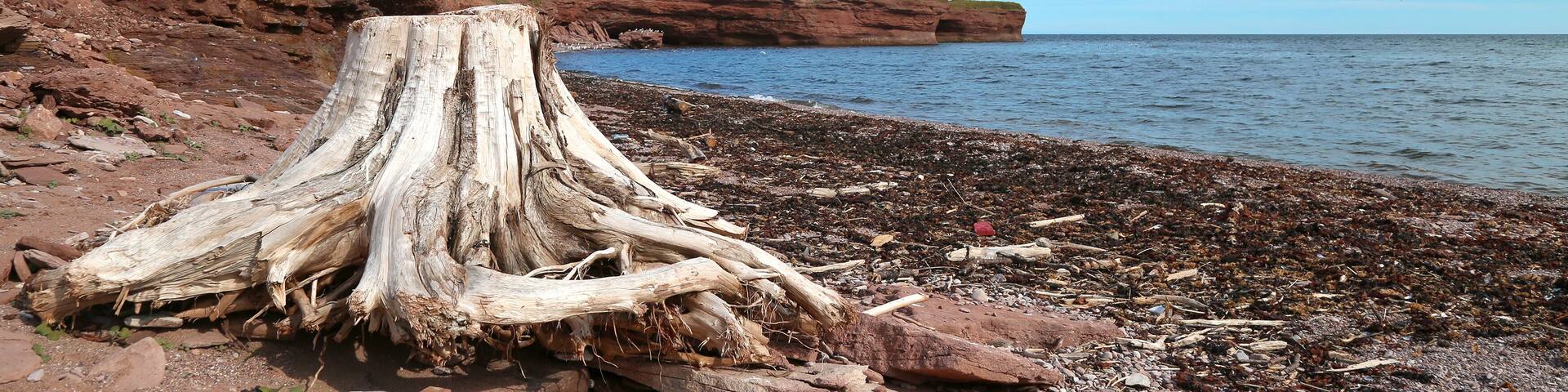 Roots on the beach in Gaspesie