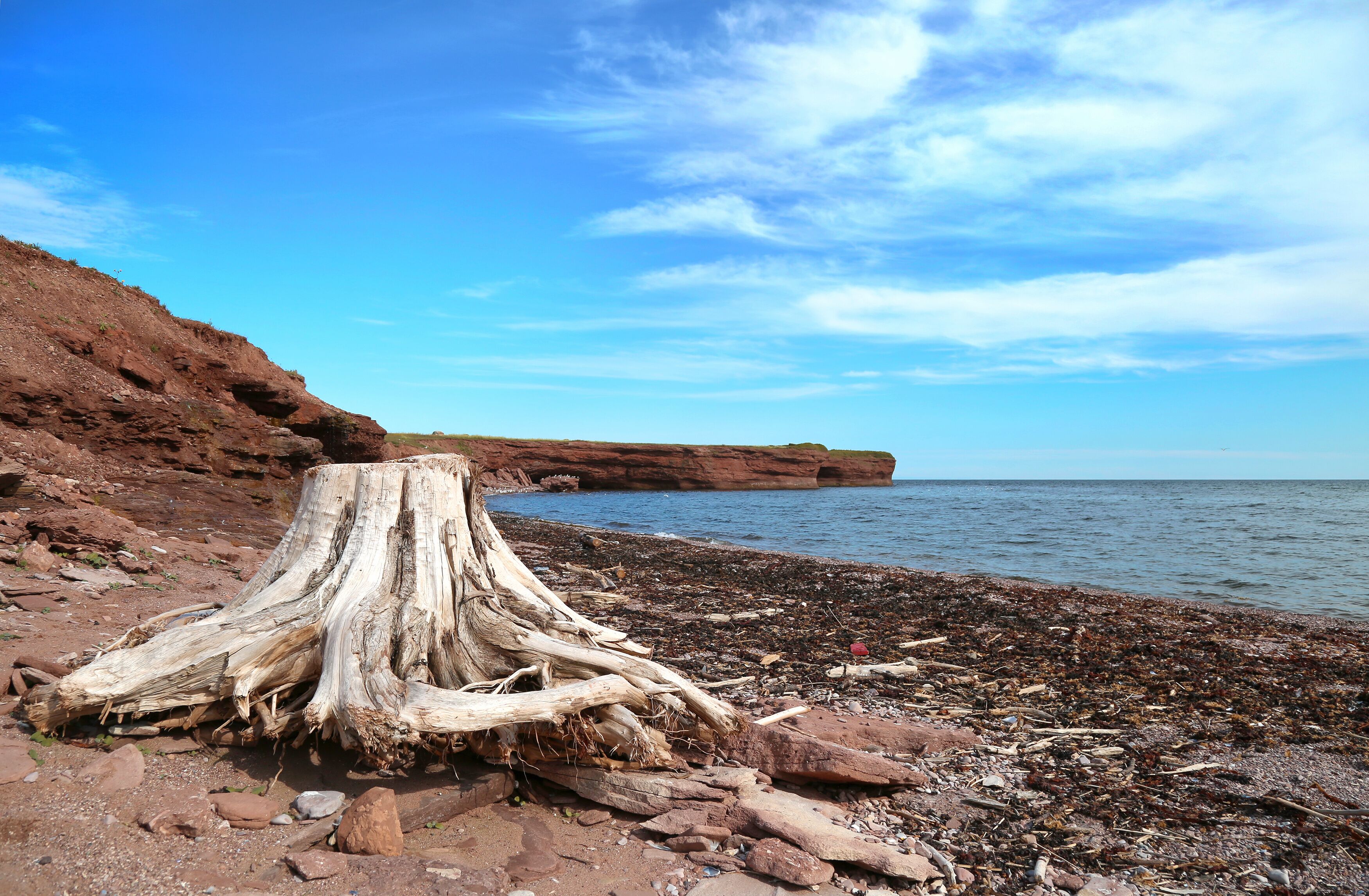 A coastal landscape with a large fallen tree trunk on a rocky beach, cliffs in the background, and calm sea under a clear sky.