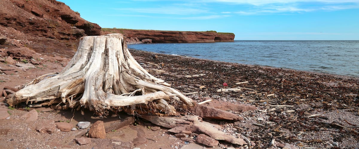 A coastal landscape with a large fallen tree trunk on a rocky beach, cliffs in the background, and calm sea under a clear sky.