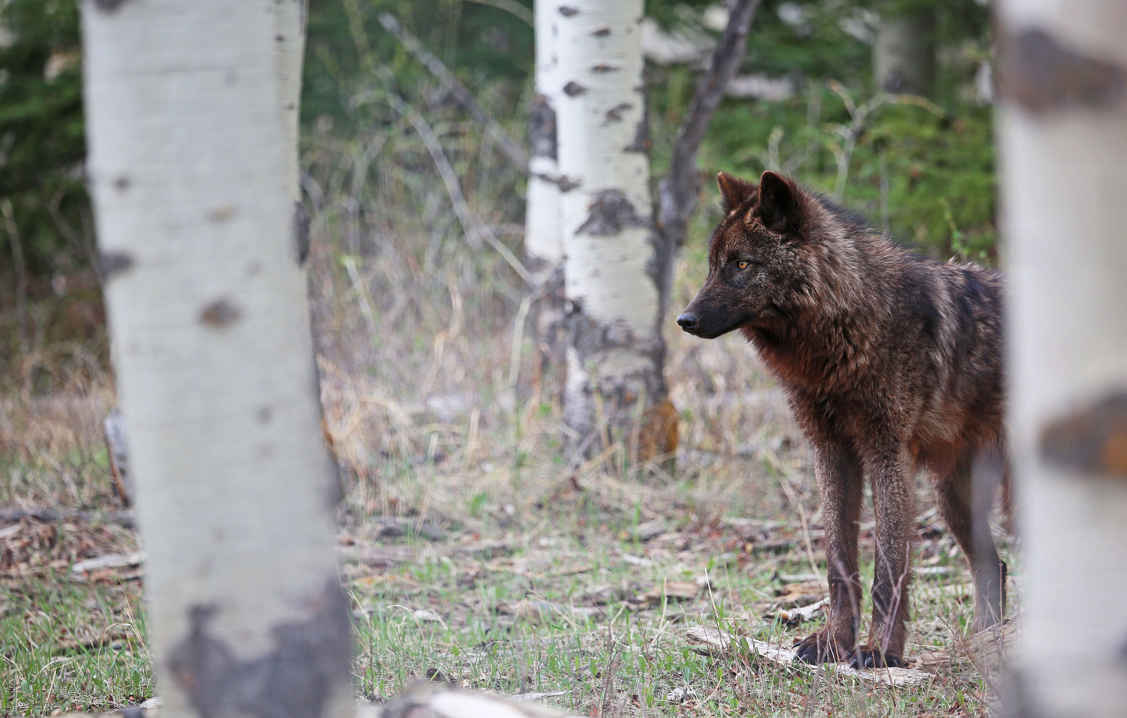 Un lobo marrón de pie en un bosque de abedules.