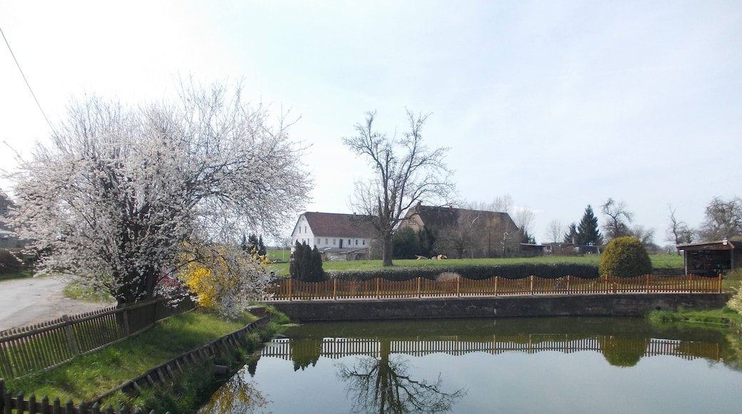 Pond in Greipzig (Altenburg, Thuringia)