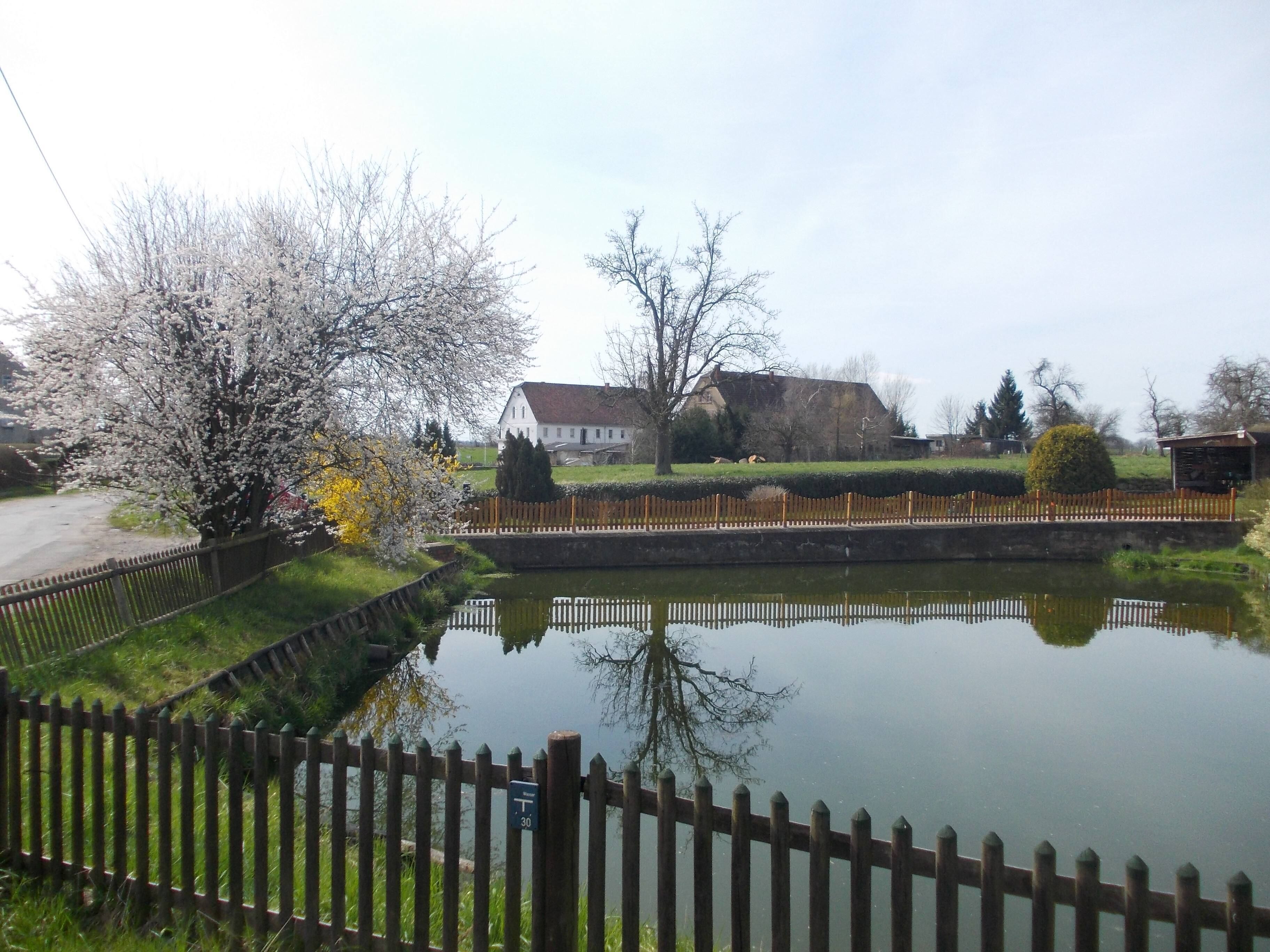 A pond with a wooden fence, a white house, and trees with blossoms.