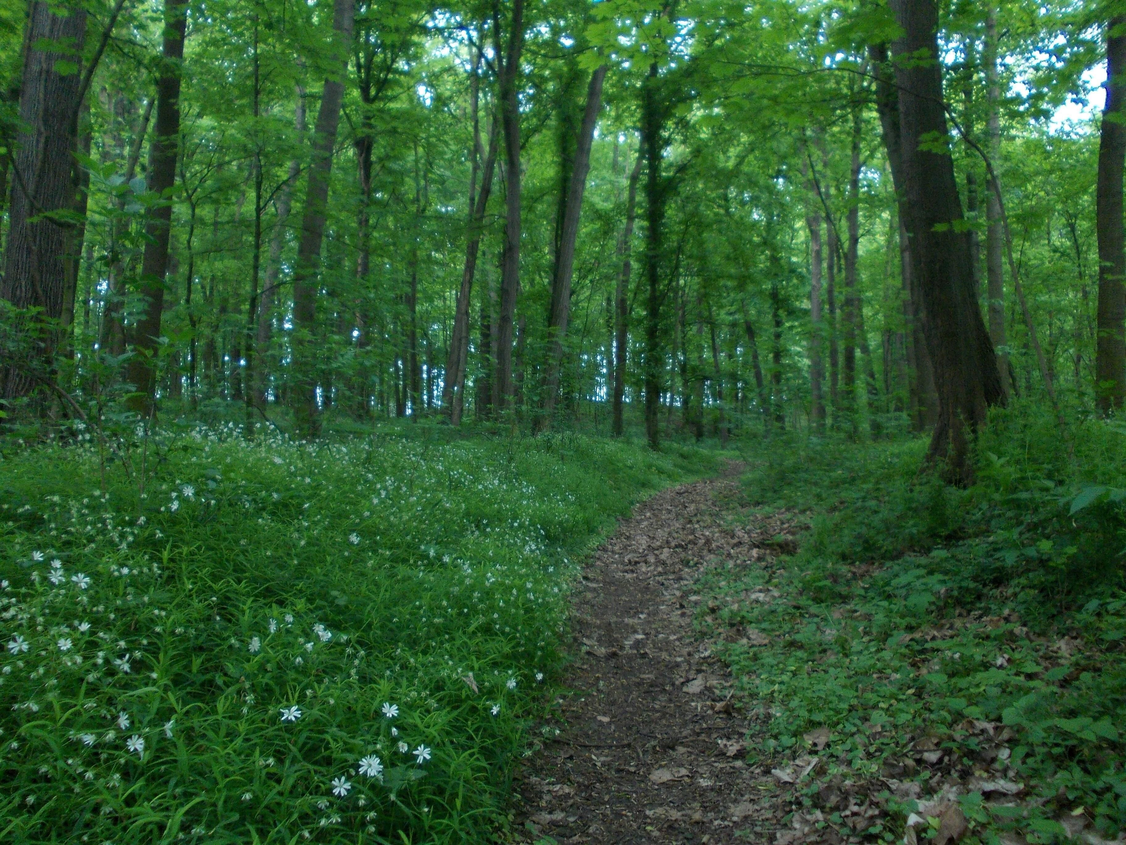 Fasanerieholz nature reserve (Altenburg, Thuringia)