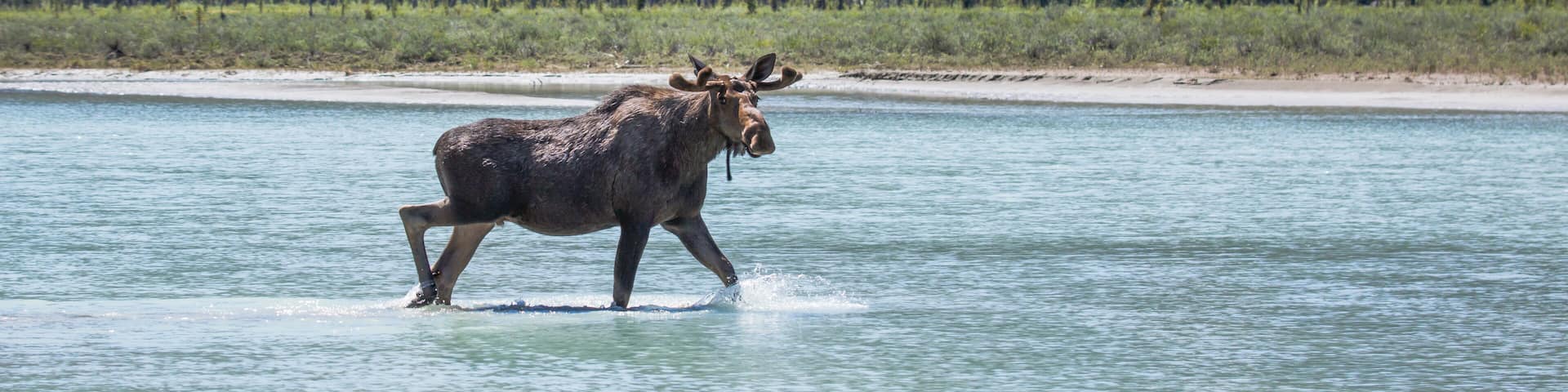 A moose walking through a river with a forest in the background.