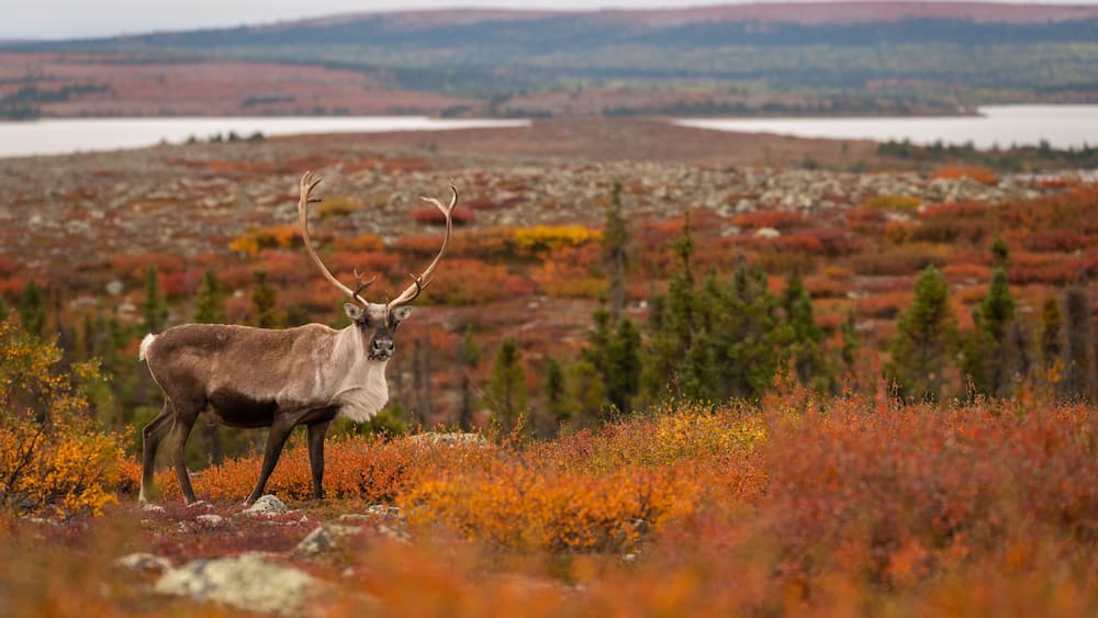 Caribou In Arctic