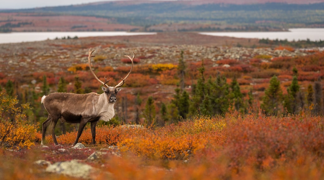 Caribou In Arctic
