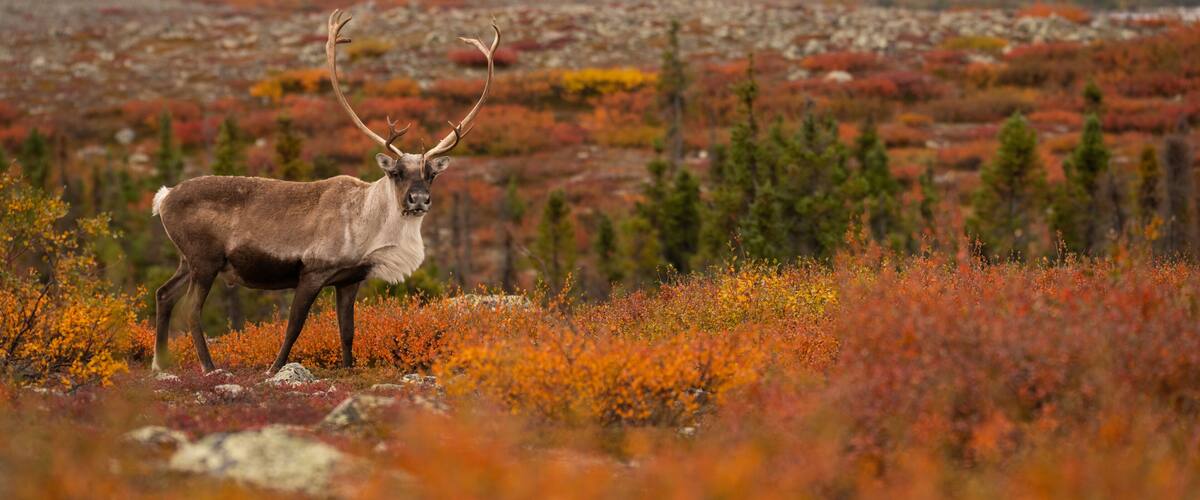 Caribou In Arctic