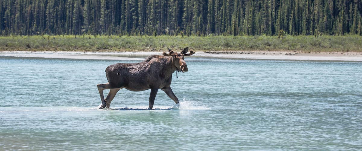A moose walking through a river with a forest in the background.