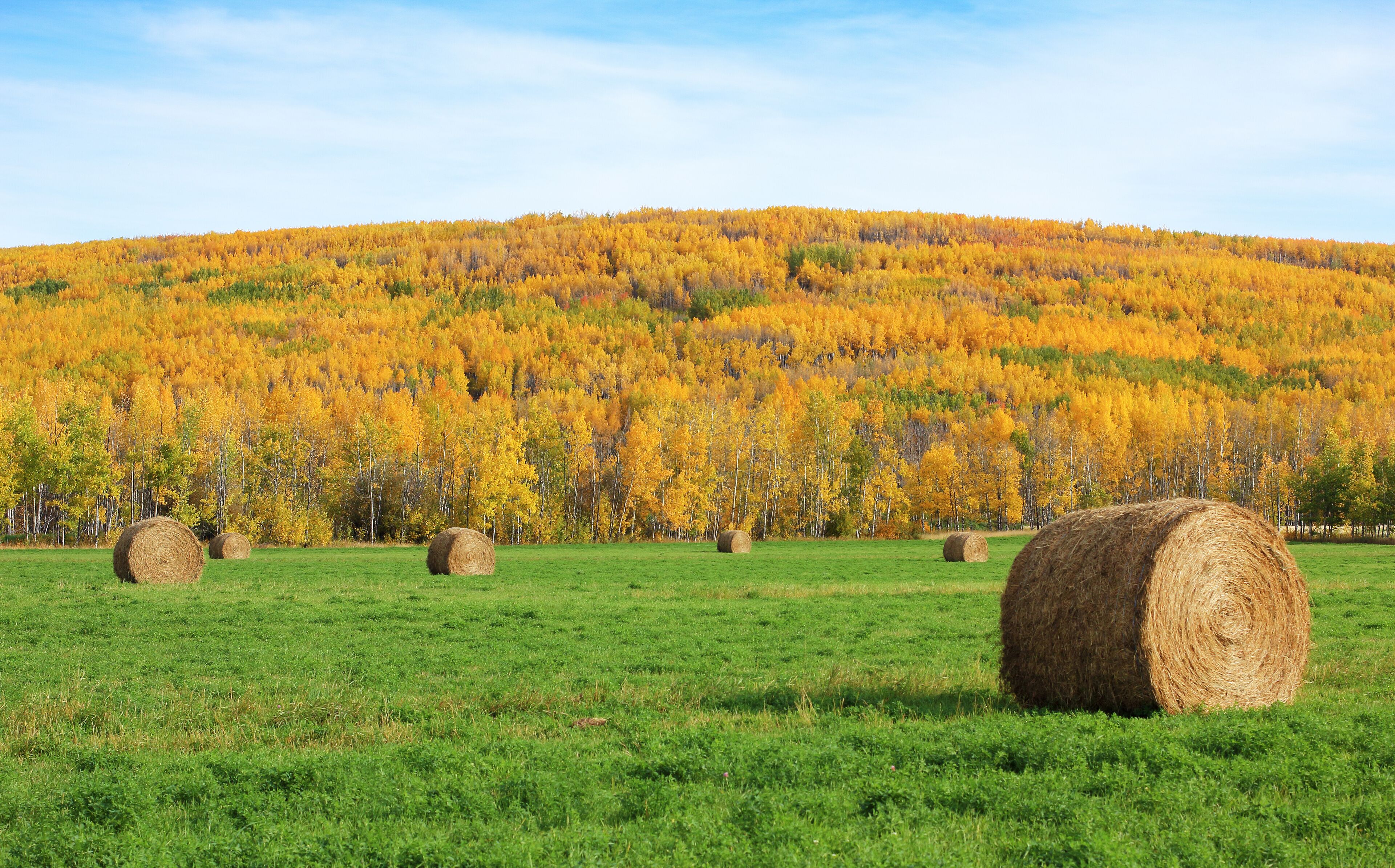 Hay bales in the Autumn sun.