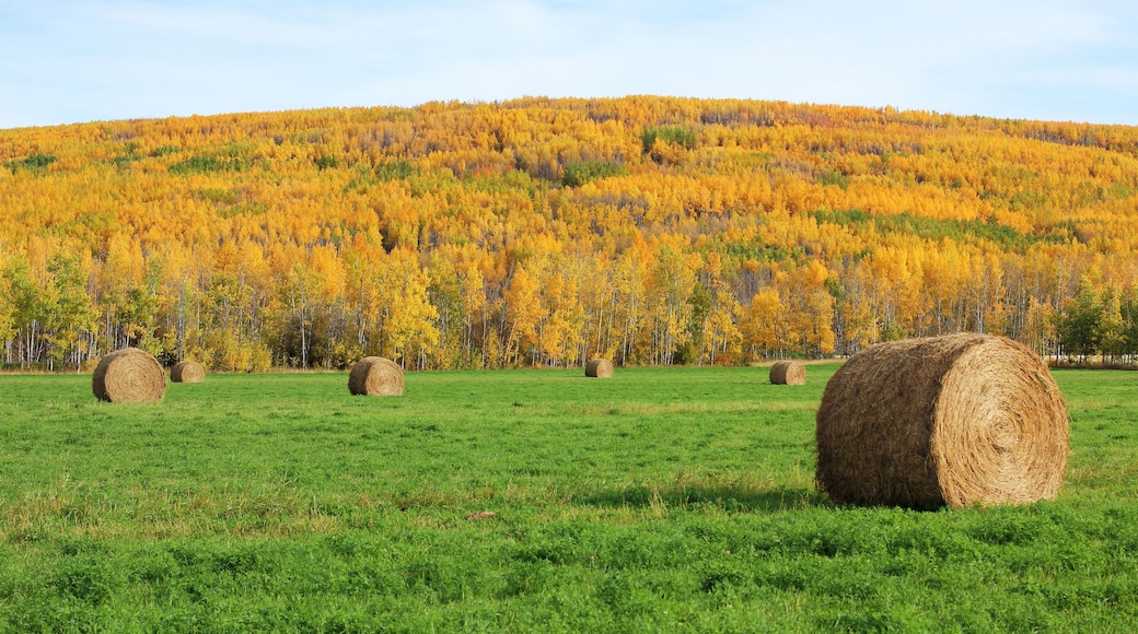 Hay bales in the Autumn sun.