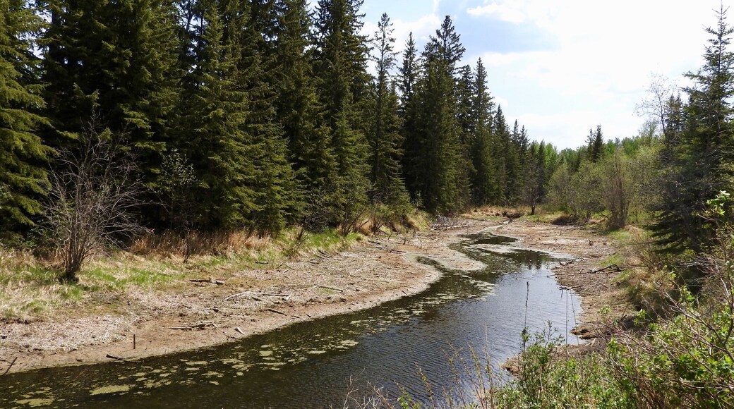 Whitemud Creek as it flows through the Mactaggart Sanctuary.