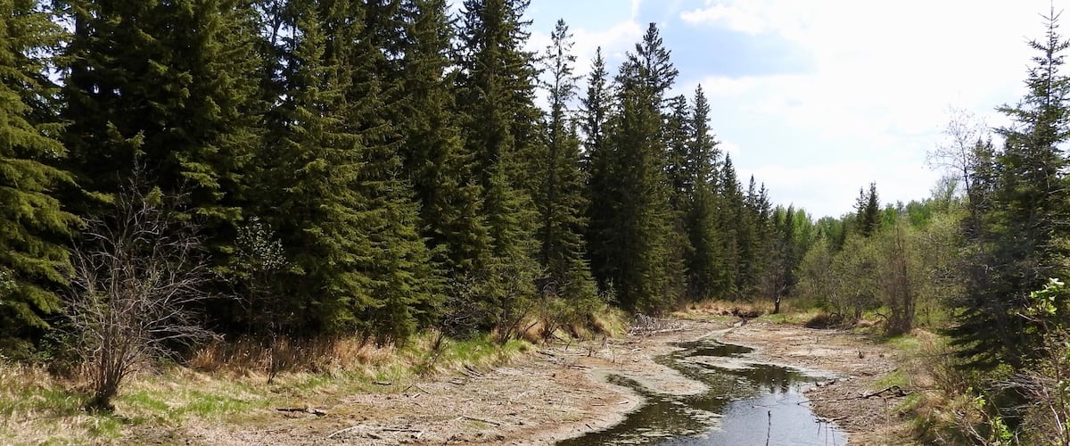 Whitemud Creek as it flows through the Mactaggart Sanctuary.