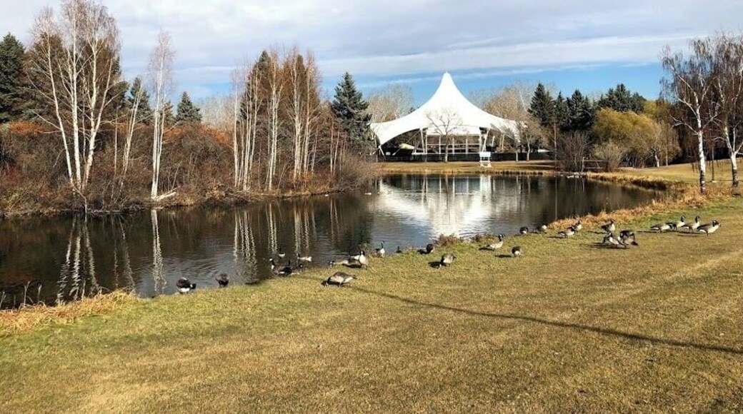 Seen in the background is the Heritage Amphitheatre, which is western Canada's largest outdoor amphitheatre used for musical, dramatic, and other performances. In winter the lake is used as a skating rink.
#Edmonton #Hawrelak #park #amphitheatre #lake #reflection #geese
#GreatOutdoors