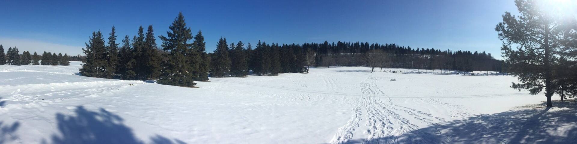 A snowy landscape with a clear blue sky, a forest of evergreen trees, and a frozen lake.