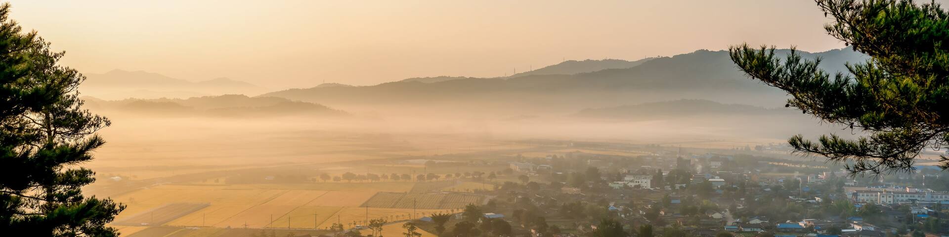 Morning fog landscape of rural countryside where rice is ripe yellow. panorama