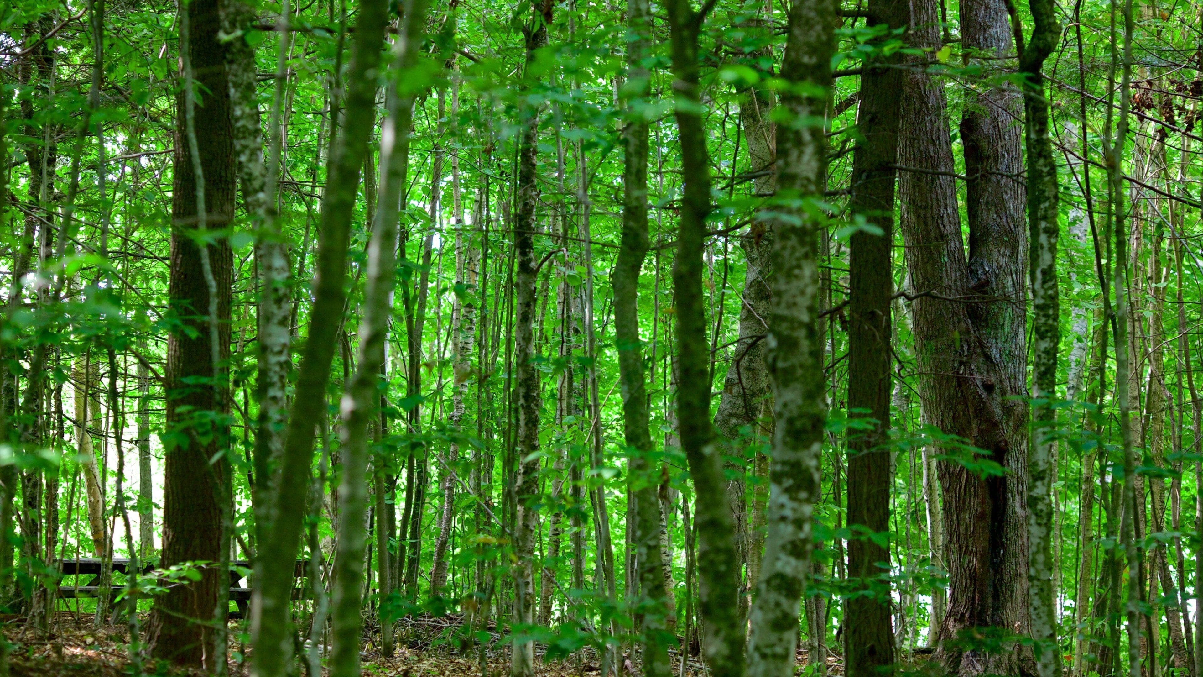 Fredericton featuring forest scenes