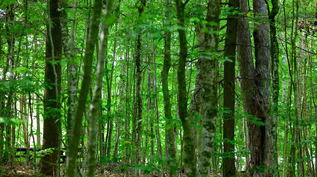 Fredericton som viser skoglandskap