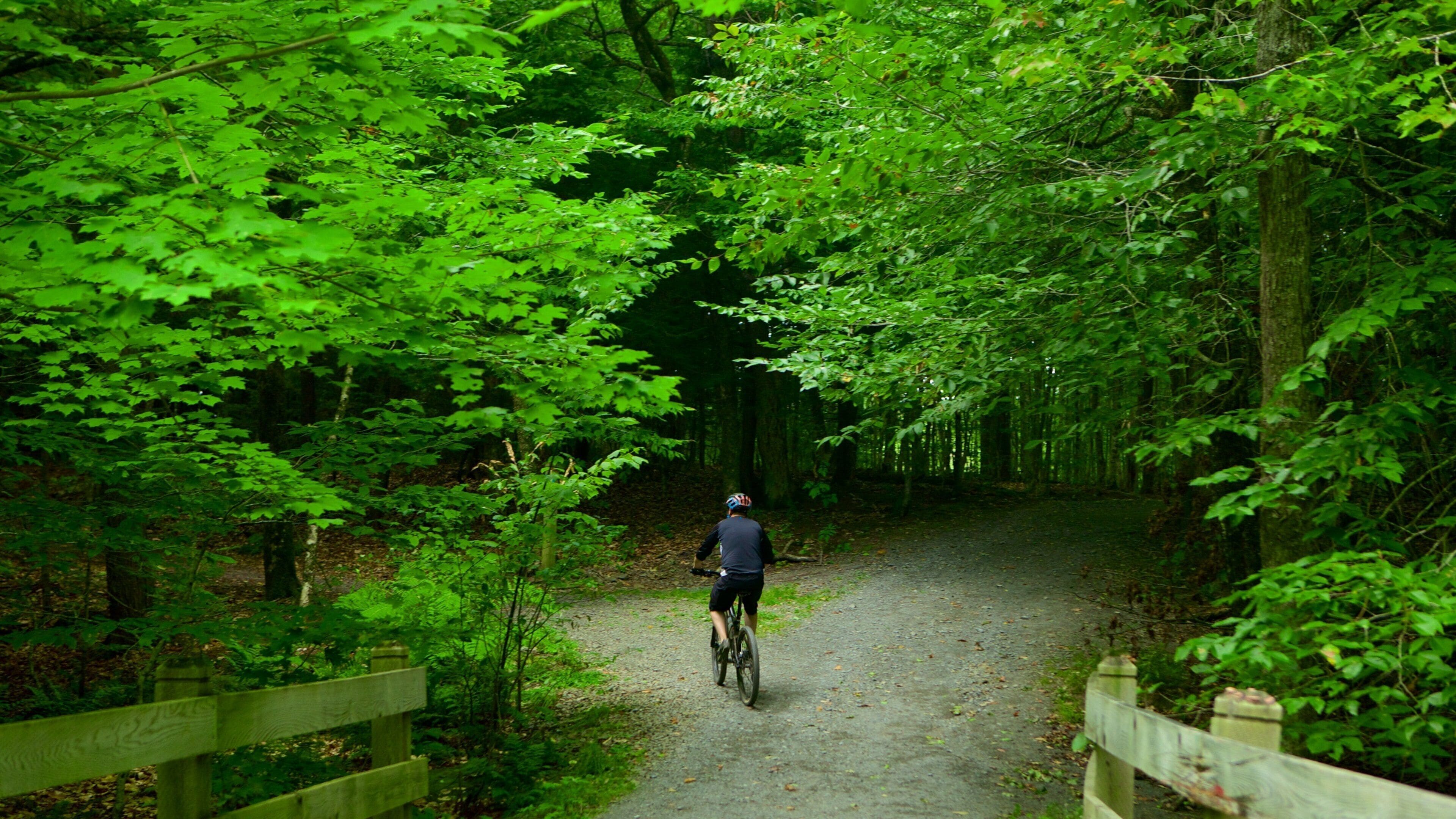 Fredericton showing a park, mountain biking and forest scenes