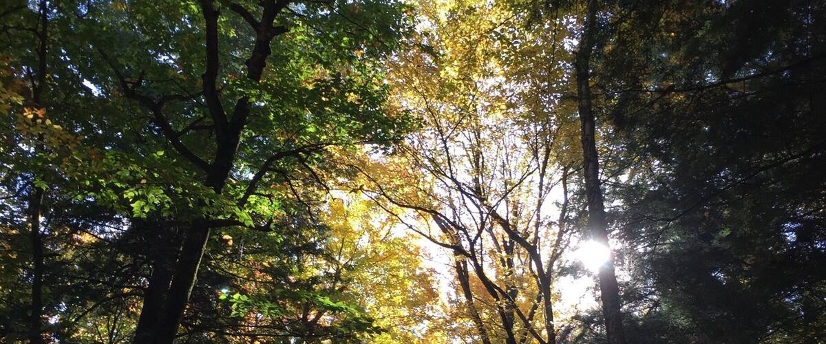 Odell Park