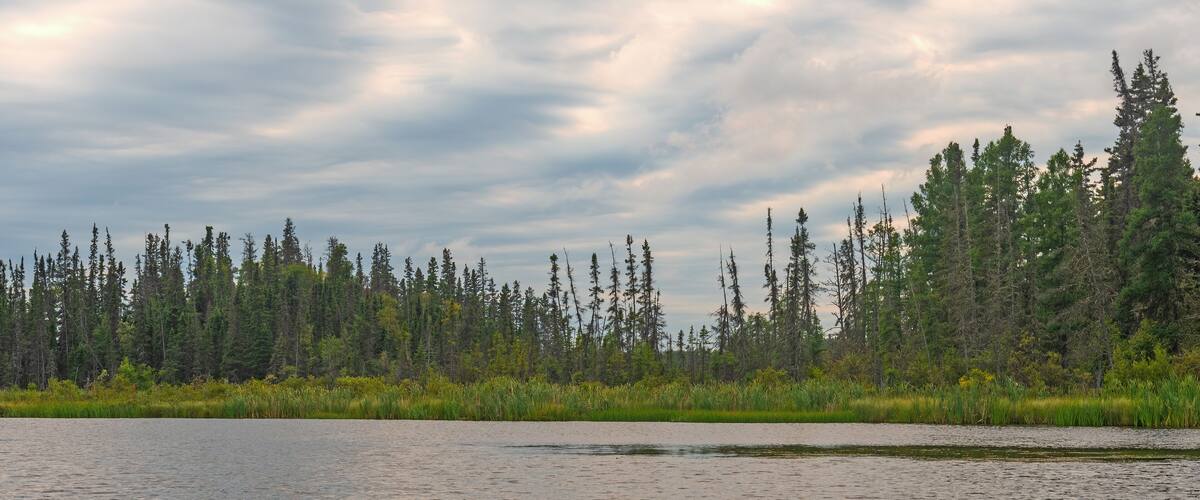 A lake surrounded by dense forest and a cloudy sky.