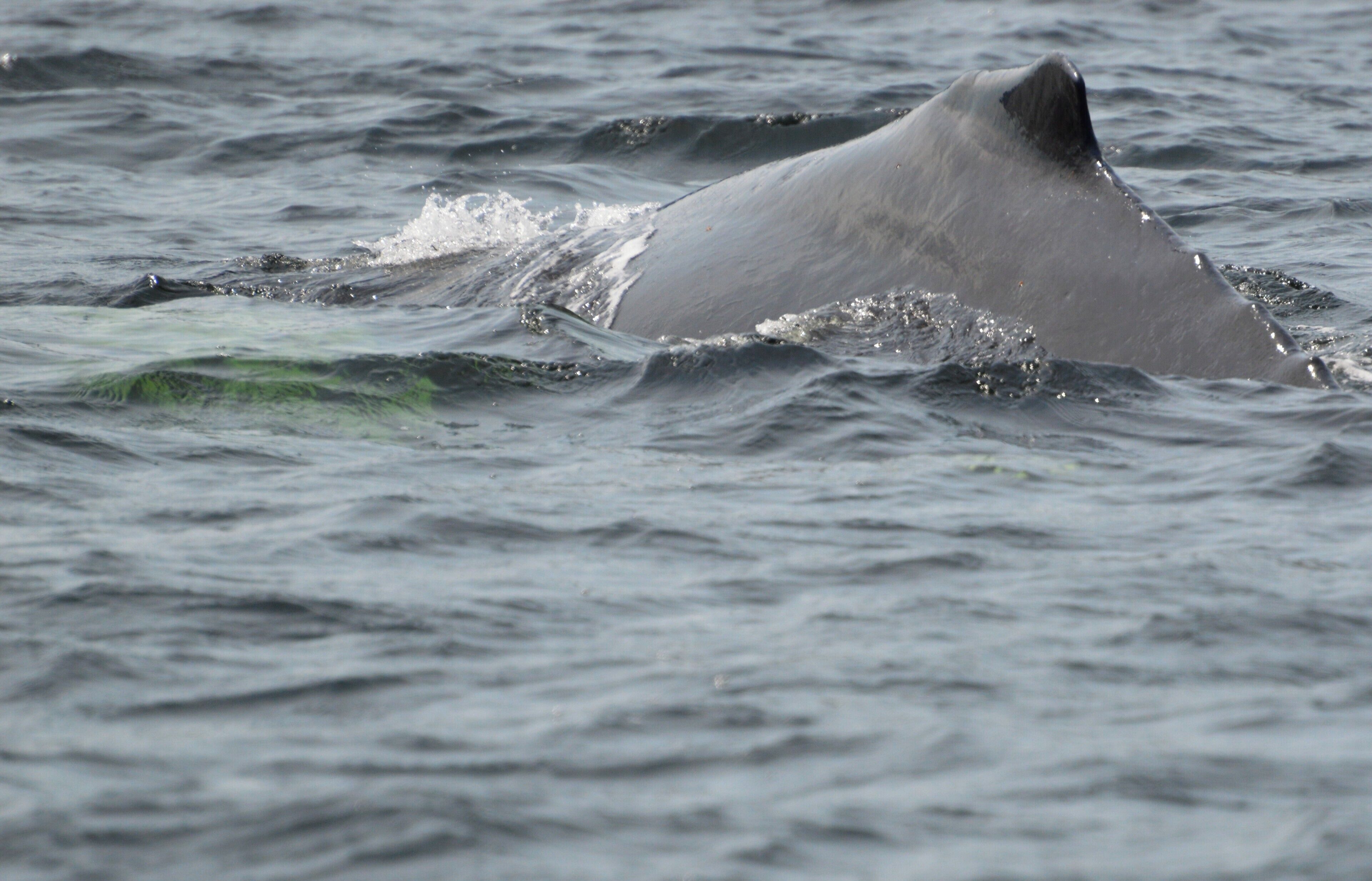 On our morning whale watching trip in Gaspé, we were lucky enough to see a large number of minke whales and three humpbacks. Pictured here is part of a humpback, and the very light green water is actually the whale's white fins. 