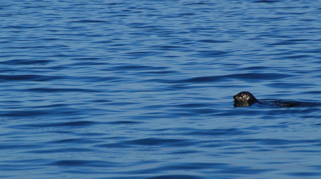 On a sunset cruise complete with a fresh lobster dinner, we were able to see quite a few playful and curious seals.