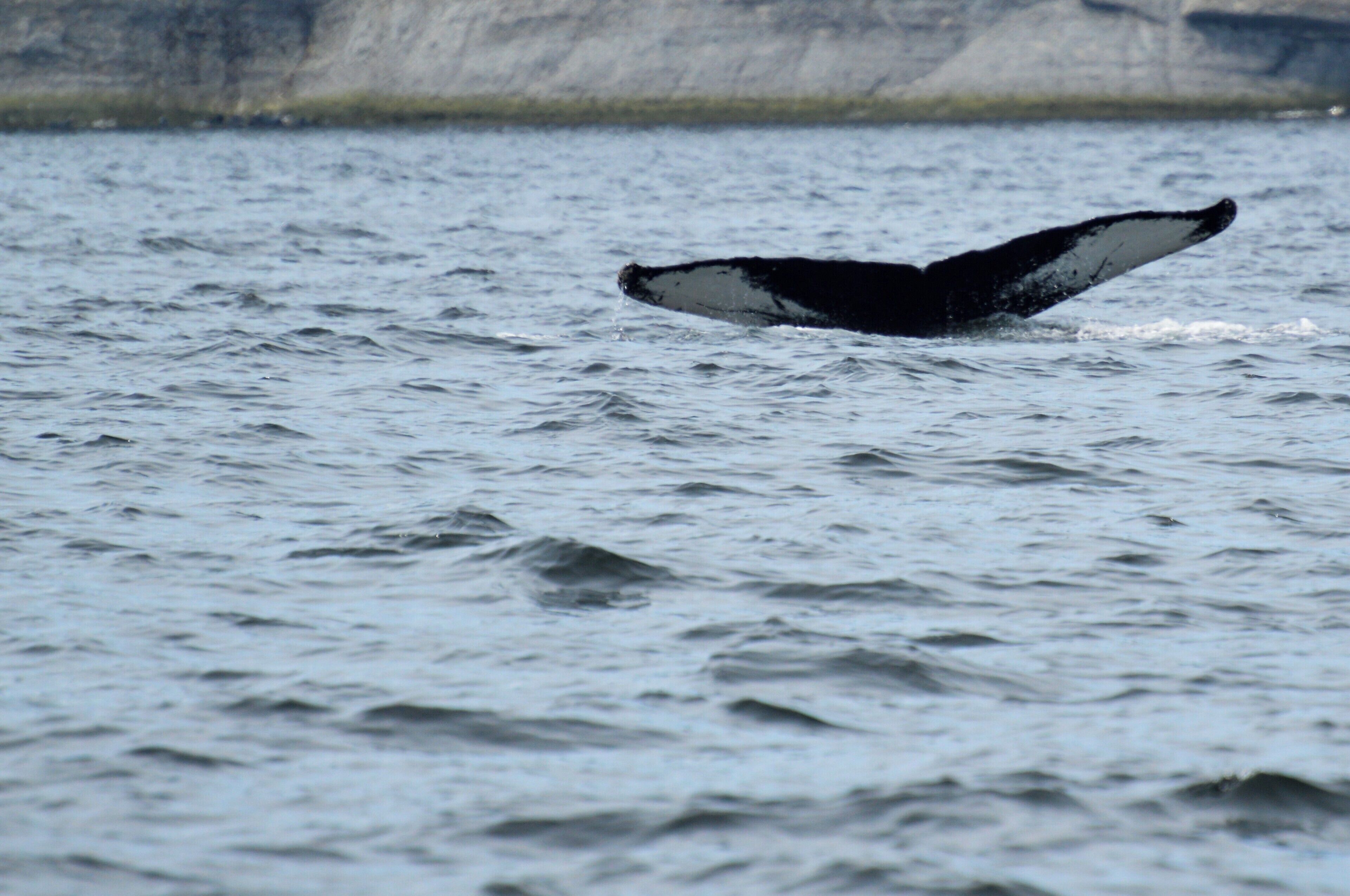 On our morning whale watching trip in Gaspé, we were lucky enough to see a large number of minke whales and three humpbacks. 