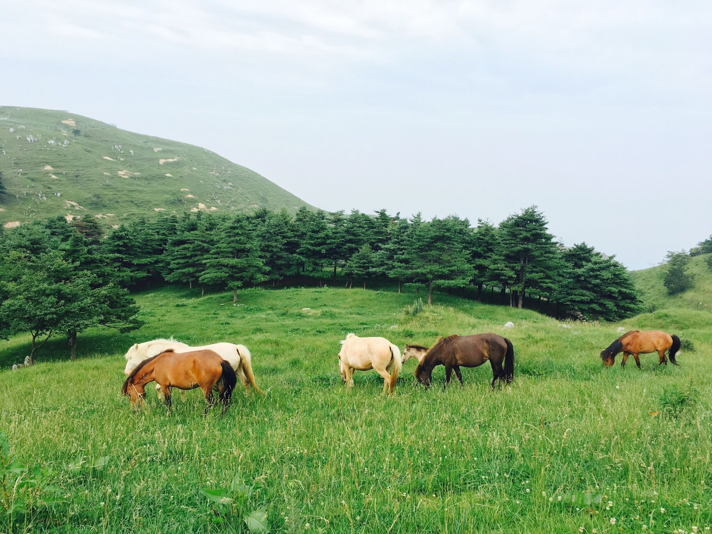 Cool picnic spot ...best for bonfire party and camping ..