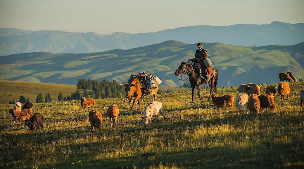 #Ili Grassland in the #Xinjiang Uygur Autonomous Region of China.
#北疆伊犁草原.
https://twitter.com/Beautifulgx