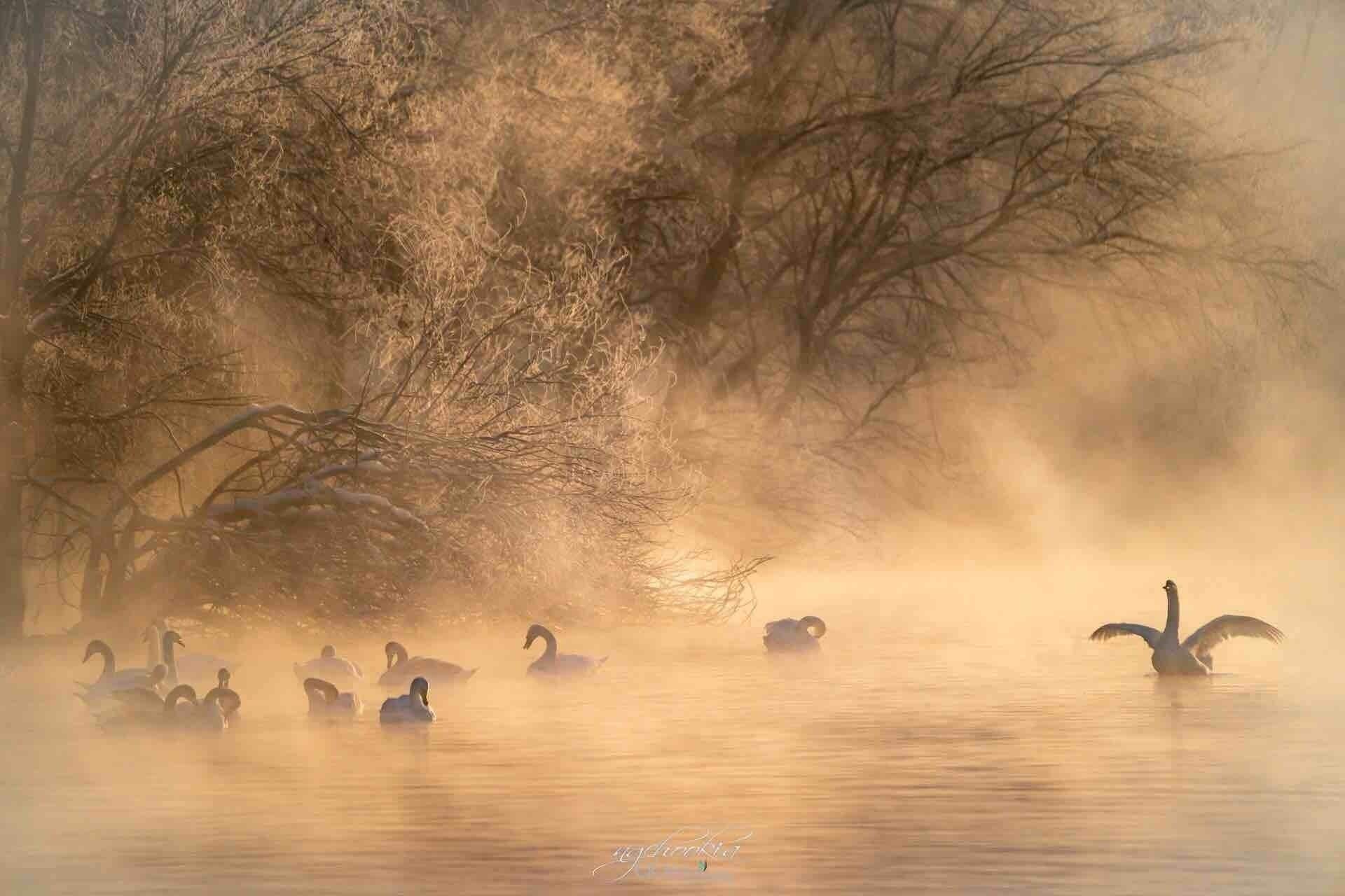 Swan Lake II Ghulja Xinjiang China