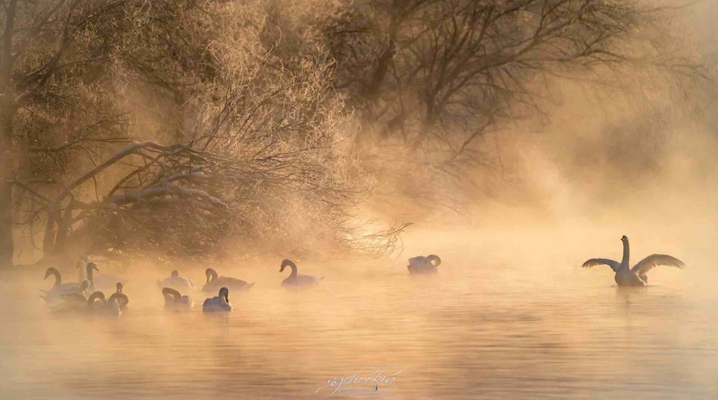Swan Lake II Ghulja Xinjiang China