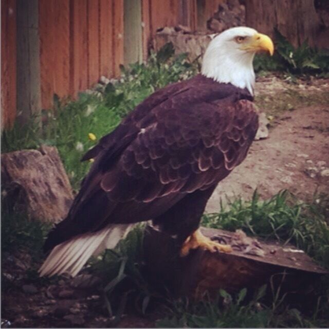 Many of the animals in this zoo are injured and can't be released back into the wild.