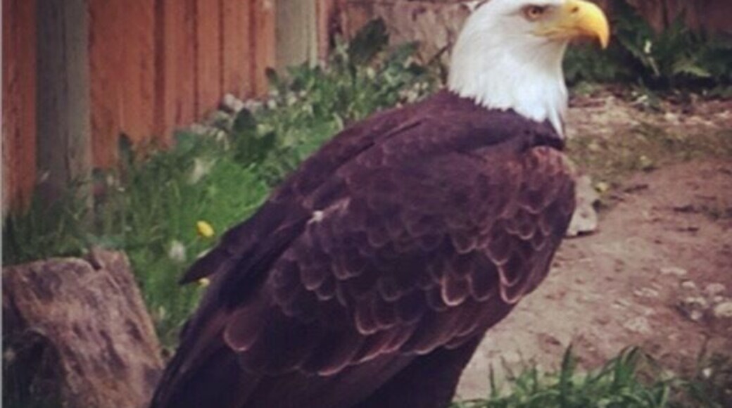 Many of the animals in this zoo are injured and can't be released back into the wild.