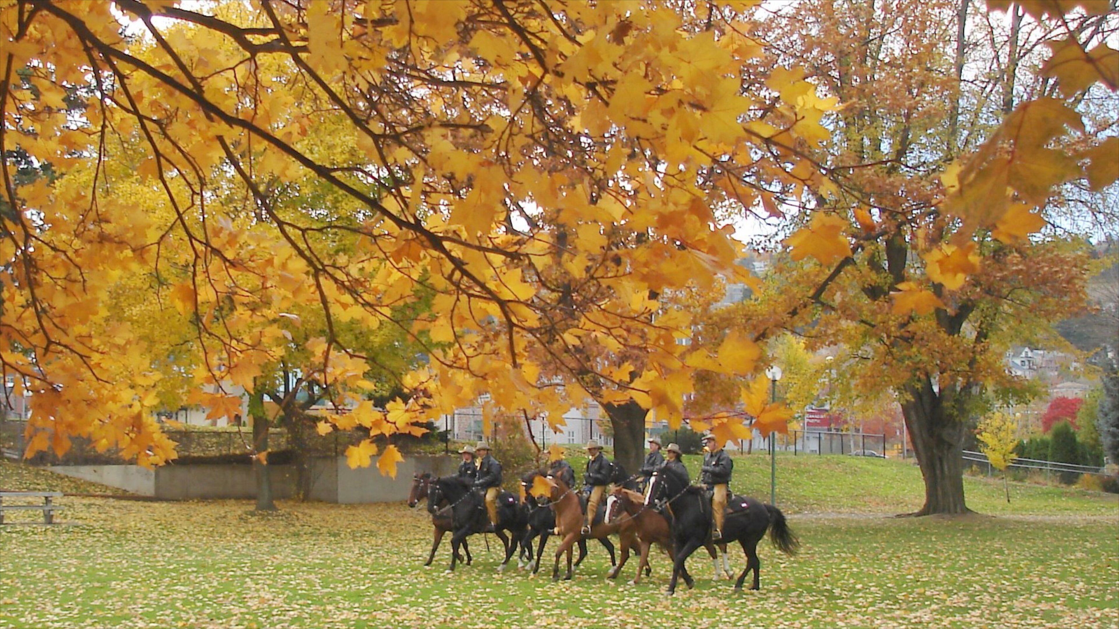 Kamloops which includes fall colors, a park and horseriding