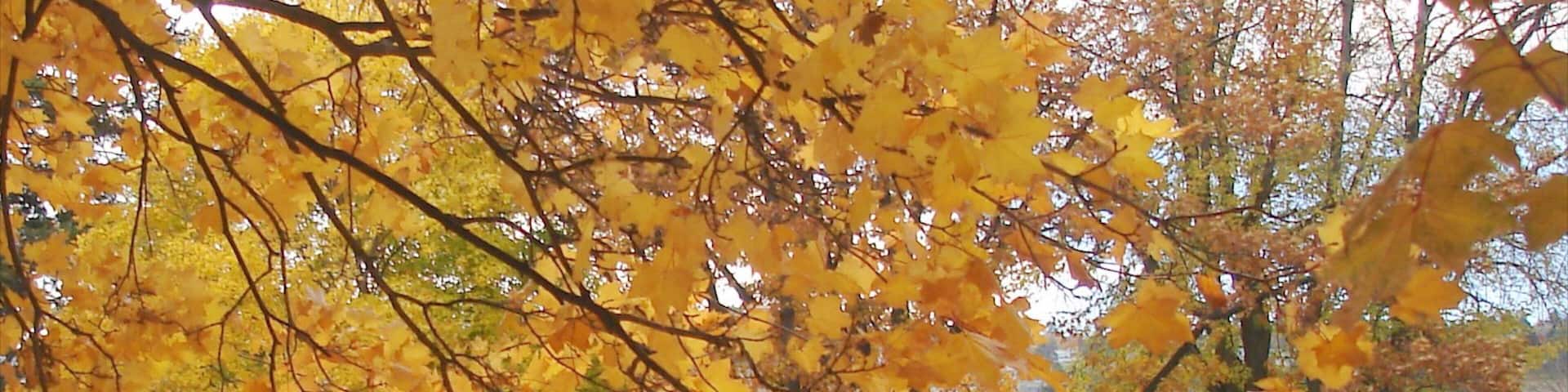 Kamloops which includes fall colors, a park and horseriding