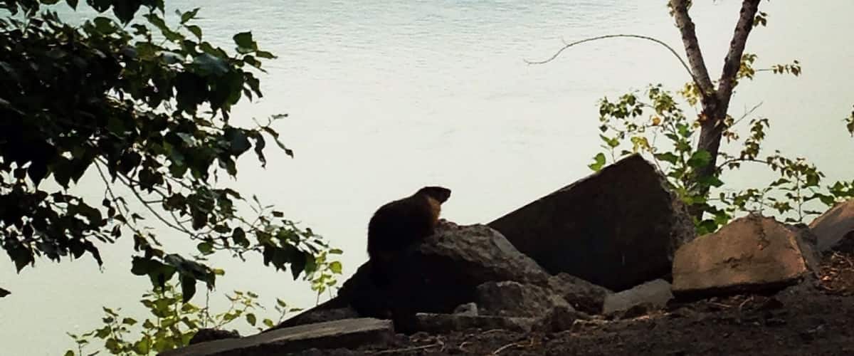 Marmot posing for the camera :)
