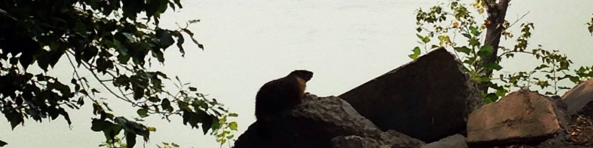 Marmot posing for the camera :)