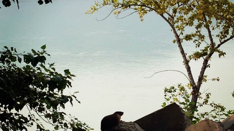 Marmot posing for the camera :)