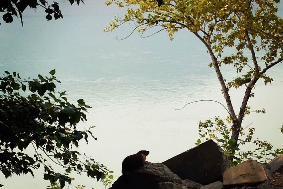 A bear sitting on rocks near a body of water, surrounded by trees.