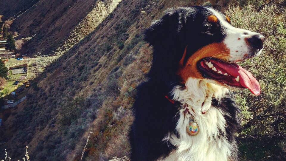 Great hiking trails wind their way all throughout the hills here making for a new adventure every time #hike #exploreBC #naturalbeauty