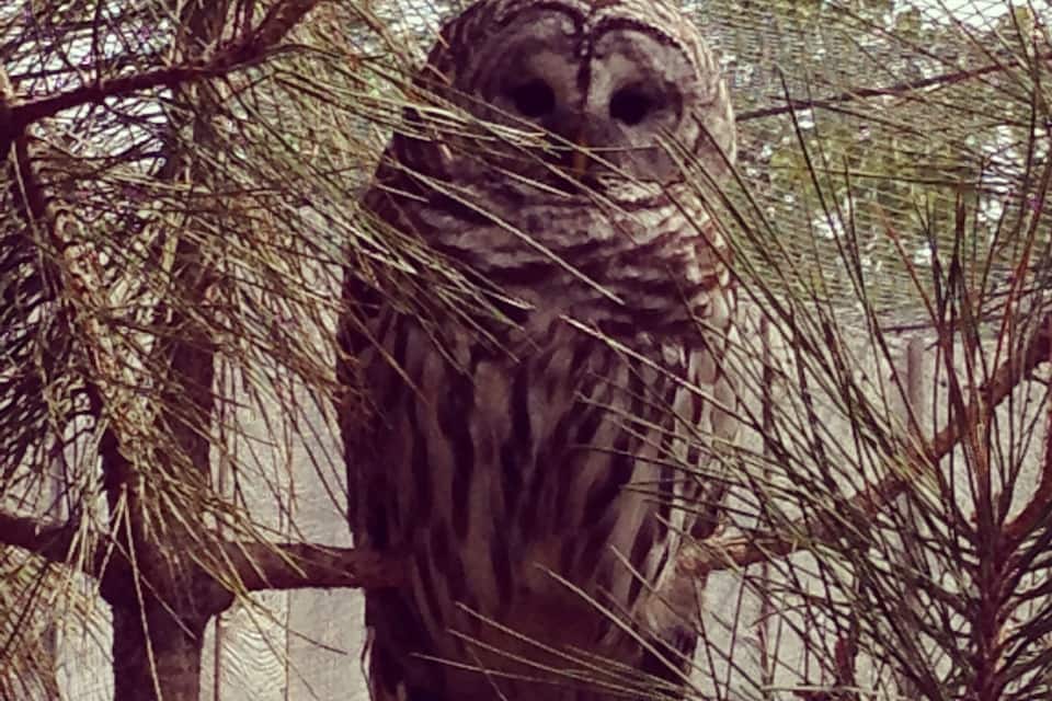 Un búho posado en una rama de árbol.