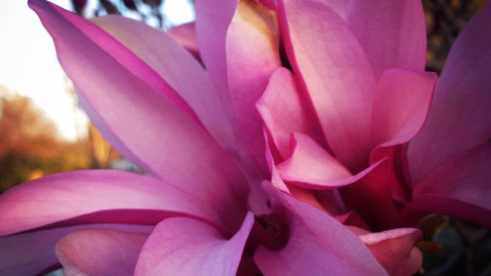 The flowers are in bloom. Smells so good outside right now.