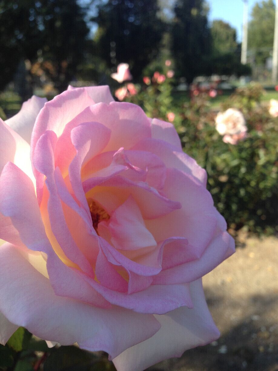 Love these history markers!