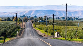 A rural road flanked by vineyards and power lines, leading towards distant hills.