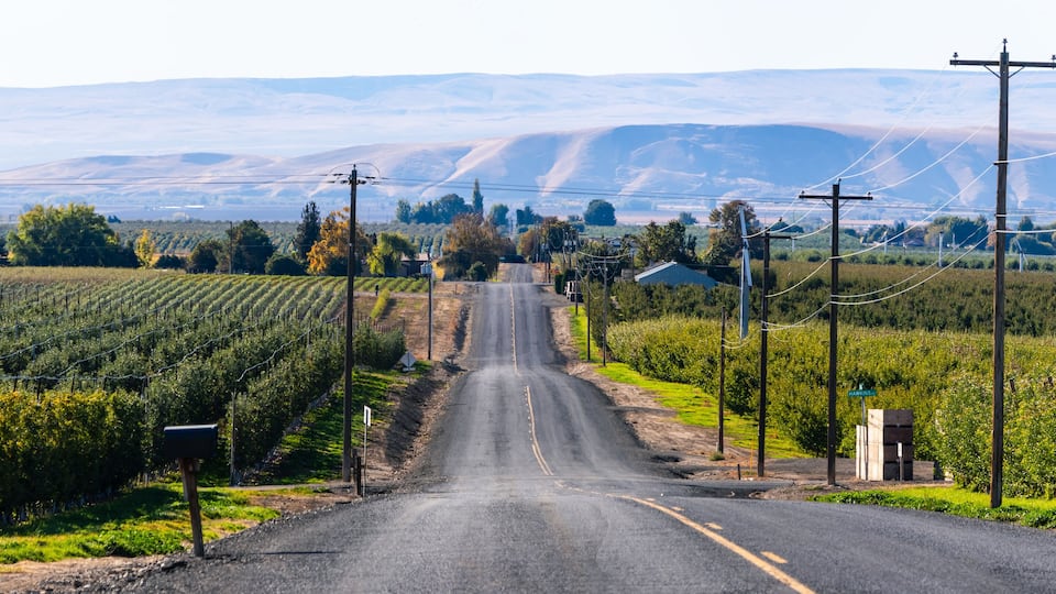 A rural road flanked by vineyards and power lines, leading towards distant hills.