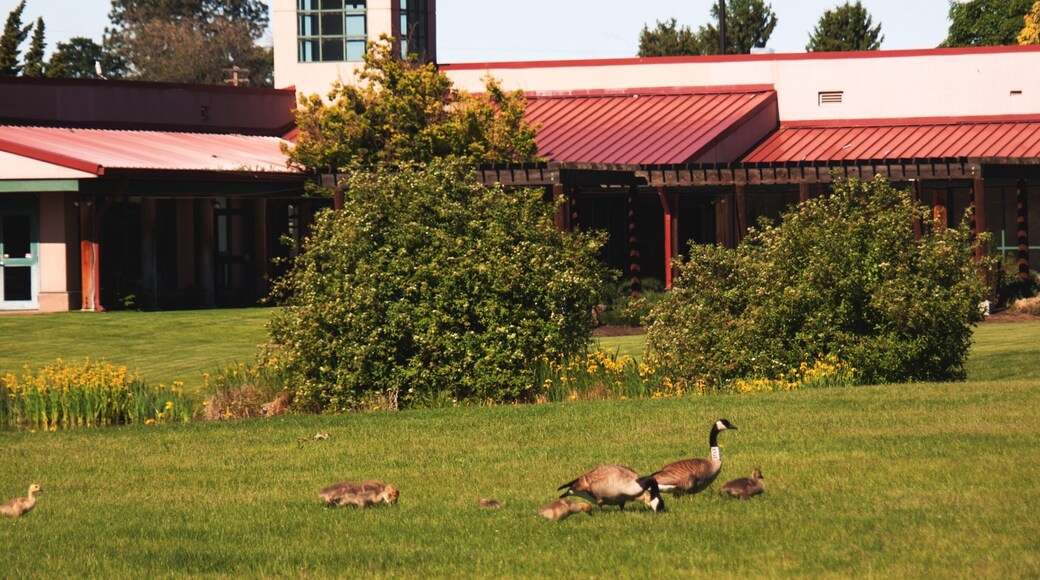 In the Spring it is fun to walk among the geese and goslings.