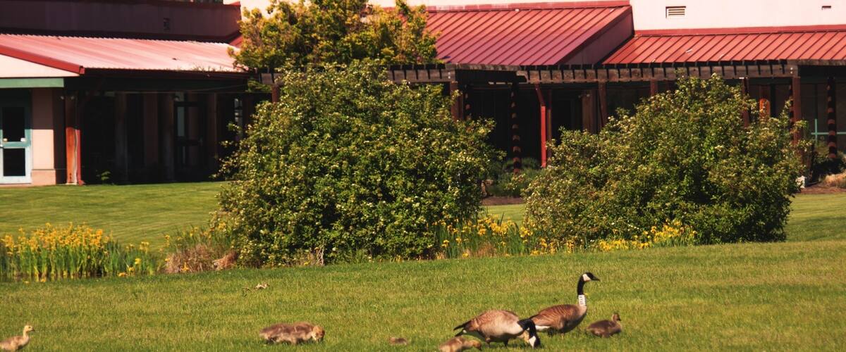 In the Spring it is fun to walk among the geese and goslings.